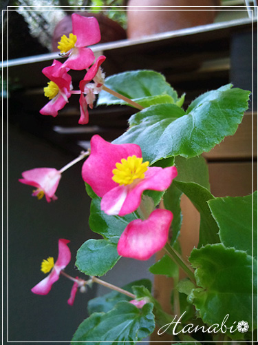 20100805ベゴニア