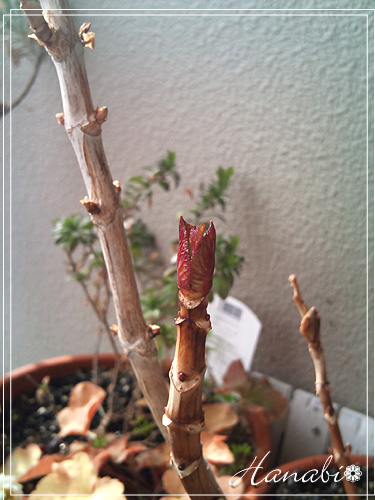20110226あじさい芽.jpg