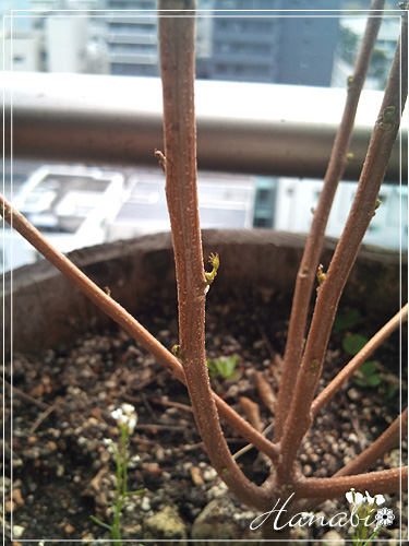 20110226はなせんな芽.jpg