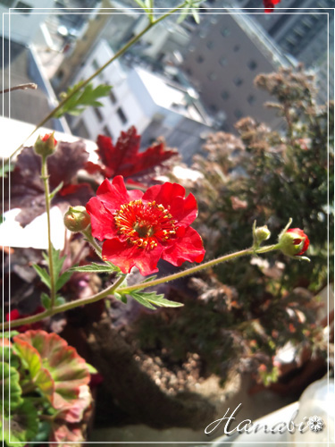 20110413紅花大根草.jpg