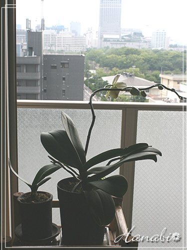 20110604ラン全体.jpg