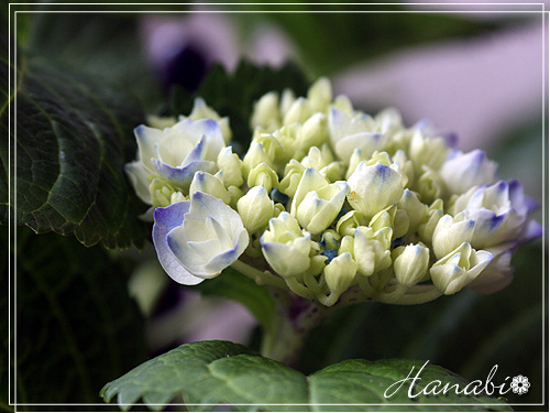 20110607あじさいup03.jpg