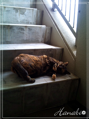 20110614あん階段02.jpg