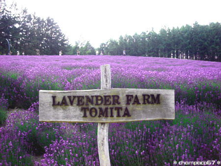 ラベンダー畑3