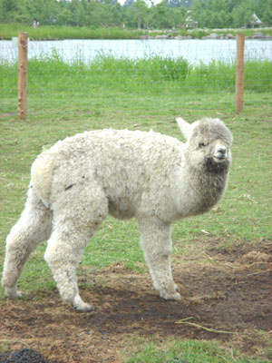 アルパカちゃん初対面♪