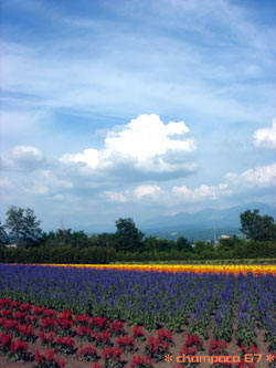富田ファームお花畑
