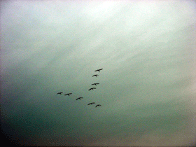 V字編成で飛ぶ白鳥