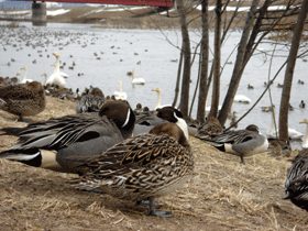 鴨たちも　一休み～