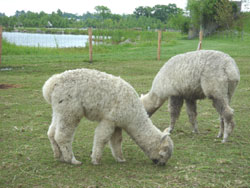 草をはむはむ・・・