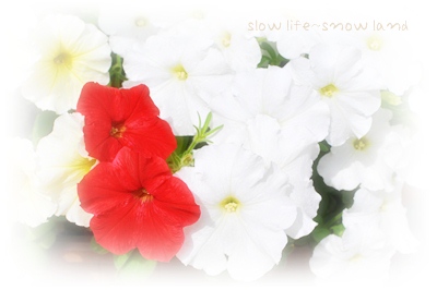 ペチュニア咲く