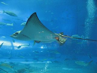 美ら海水族館3