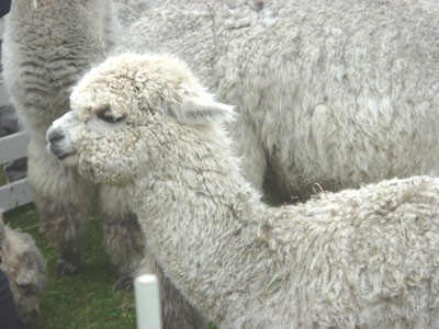 6ヶ月のちびちゃんアルパカ