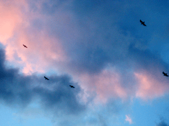 鳥も子供も帰る 夕焼空