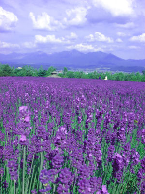 富良野のラベンダー畑