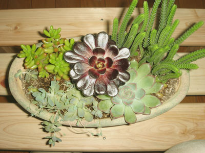 多肉植物*寄植1