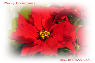 2010冬のポインセチア