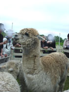 美人なアルパカちゃん