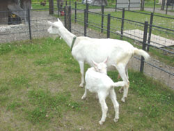 白ヤギ親子