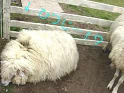 毛刈り直前　もさもさ羊