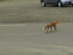 くれないならバイバーイ　by狐