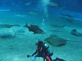 美ら海水族館6