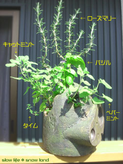 ロボット兵とハーブいろいろ