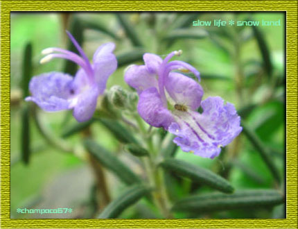 ローズマリー開花