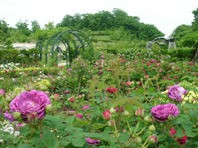 ローズガーデン