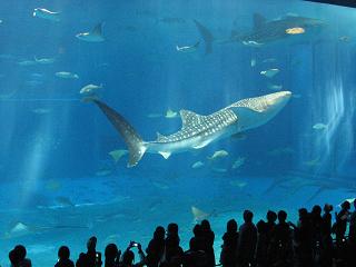 美ら海水族館2