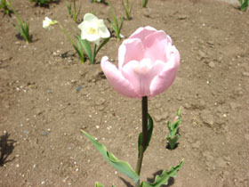 ひょろひょろチューリップ