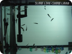 ドクターフィッシュ？