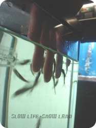 ドクターフィッシュと戯れる♪