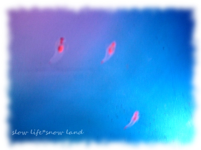 クリオネ～海の妖精2