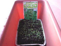 ミント　芽が出た