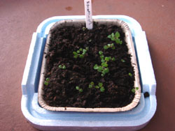 キャットミント