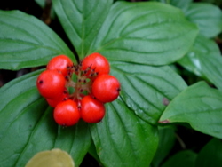 赤い実*