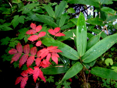 色づくななかまど