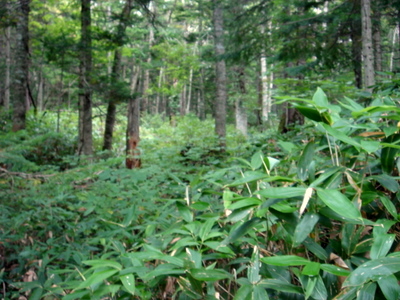 何かいそう･･･深い森