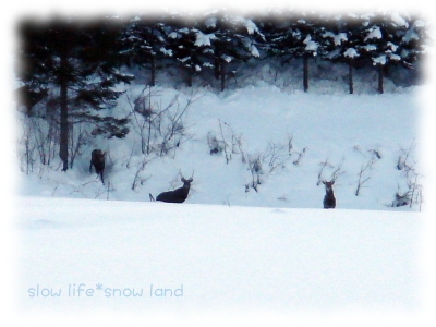 野生エゾシカ登場