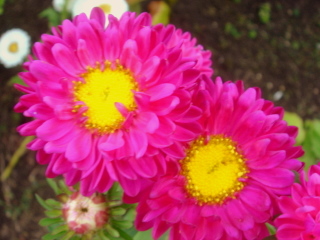 蝦夷菊　濃ピンク