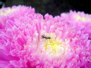 ピンク絨毯とアリさん