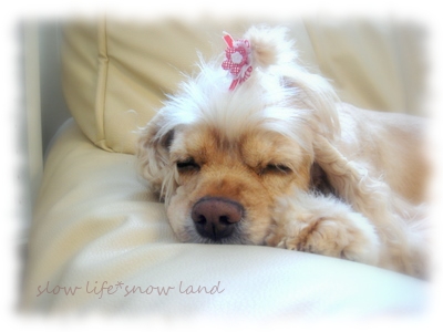 pany「すやすや」