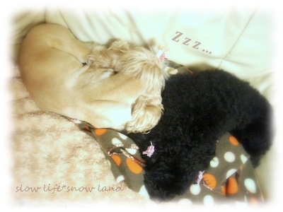 遊び疲れちゃった～眠