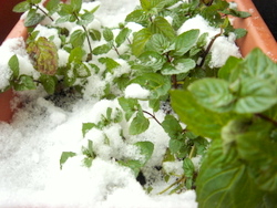 雪下ミント