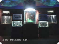 地下海底コーナー