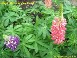 季節外れのルピナス