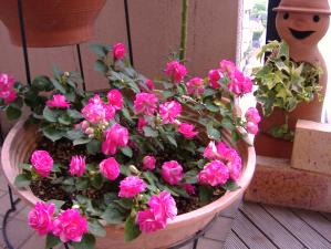 咲きほこってます♪