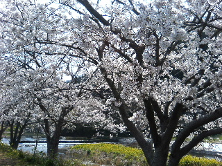 桜と菜の花