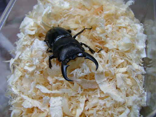 本土ヒラタF2♂1号