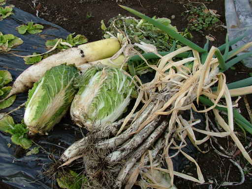 収穫（06年1月15日）